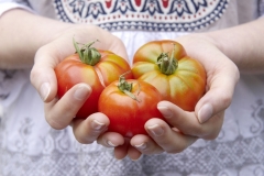 Tomatenernte