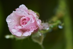 Rosenknospe im Regen