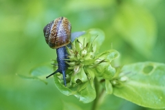Schnecke auf Phlox