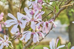 Magnolie