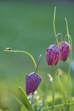 Schachbrettblume