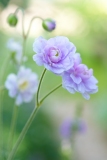 Anemone