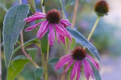 Echinacea
