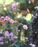 Anemone